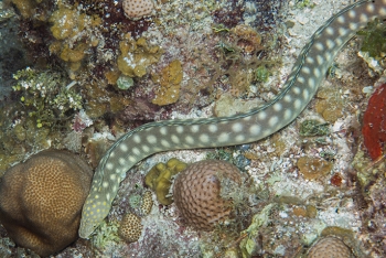 June 17, 2018<br>Sharptailed Eel