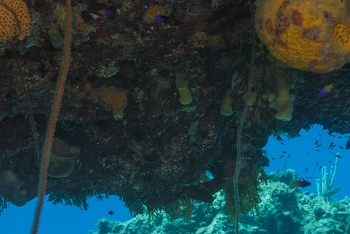 June 17, 2018<br>View from under a ledge