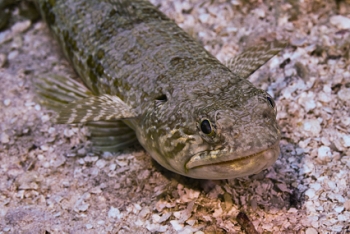 June 17, 2018<br>Sand Diver