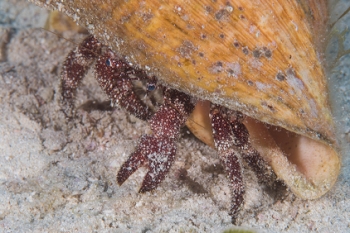 June 17, 2018<br>Hermit crab in conch shell