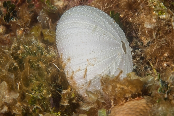 June 17, 2018<br>What a dead urchin looks like.