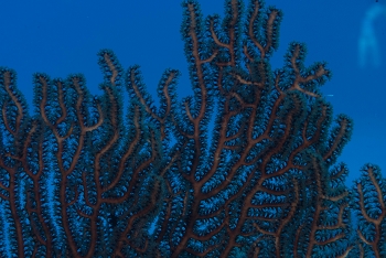 June 18, 2018<br>Deep Water Sea Fan