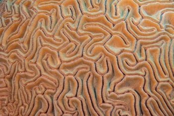 June 18, 2018<br>Brain Coral