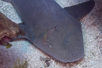 June 18, 2018<br>Nurse Shark