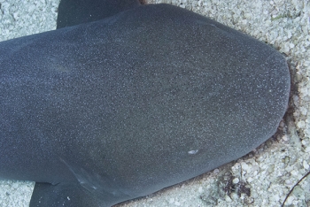 June 18, 2018<br>Nurse Shark