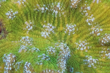 June 18, 2018<br>Atlantic Mushroom or Artichoke Coral detail