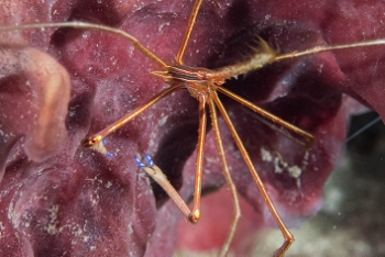 June 18, 2018<br>Arrow crab