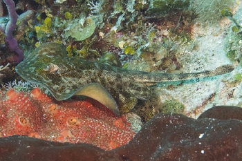 June 18, 2018<br>Yellow Stingray