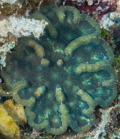 June 18, 2018<br>Ridged Cactus Coral