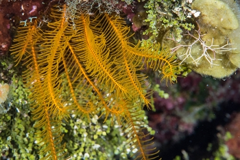 June 18, 2018<br>Golden Crinoid