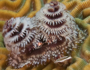 June 18, 2018<br>Christmas Tree Worm