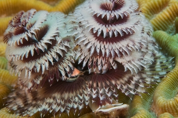 June 18, 2018<br>Christmas Tree Worm