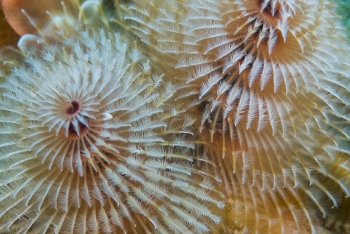 June 18, 2018<br>Christmas Tree Worm detail