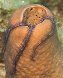 June 18, 2018<br>Brittle Star in a tube sponge