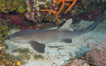 June 20, 2018<br>Nurse Shark