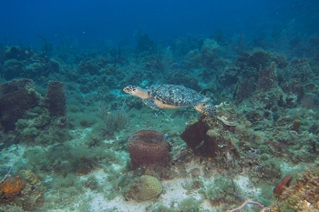 June 20, 2018<br>Hawksbill Sea Turtle