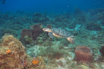 June 20, 2018<br>Hawksbill Sea Turtle