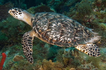 June 20, 2018<br>Hawksbill Sea Turtle