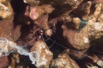 June 20, 2018<br>Banded Coral Shrimp