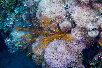 June 20, 2018<br>Golden Crinoid