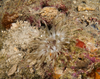 June 20, 2018<br>Anemone, and three Pederson Cleaning Shrimps