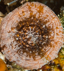 June 20, 2018<br>Atlantic Mushroom Coral