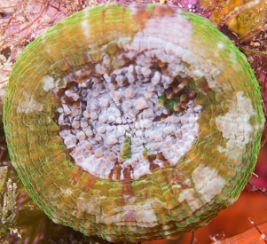 June 20, 2018<br>Atlantic Mushroom Coral