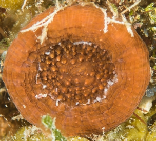 June 20, 2018<br>Atlantic Mushroom Coral