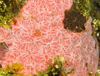 June 20, 2018<br>Red Encrusting Sponge