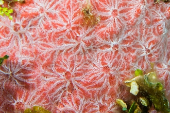 June 20, 2018<br>Red Encrusting Sponge