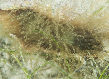 June 20, 2018<br>Knobby Anemone