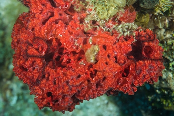 June 20, 2018<br>Red Encrusting Sponge