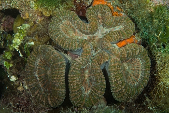 June 20, 2018<br>Spiny Flower Coral