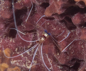 June 20, 2018<br>Banded Coral Shrimp