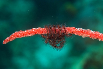 June 20, 2018<br>Brittle Star on Erect Rope Sponge