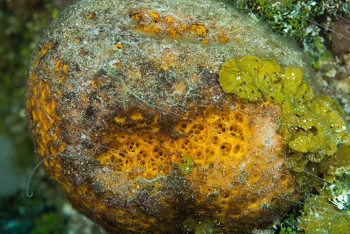 June 20, 2018<br>Orange Ball Sponge