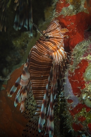 June 20, 2018<br>Lionfish