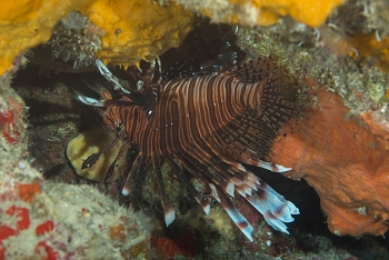 June 20, 2018<br>Lionfish under a ledge