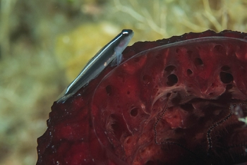 June 20, 2018<br>Caribbean Neon Goby