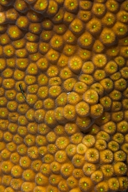 June 20, 2018<br>Lobed Star Coral detail