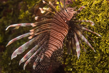 June 21, 2018<br>Lionfish