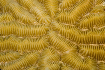 June 21, 2018<br>Maze Coral detail