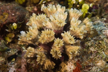 June 21, 2018<br>Smooth Flower Coral