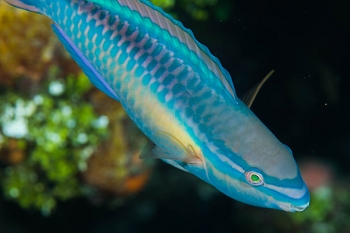 June 21, 2018<br>Stoplight Parrotfish