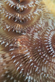 June 21, 2018<br>Christmas Tree Worm detail