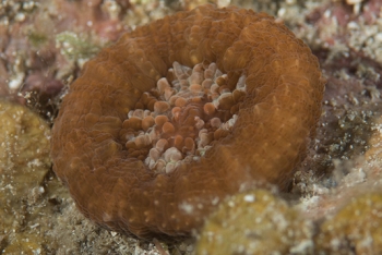 June 21, 2018<br>Atlantic Mushroom Coral