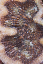 June 21, 2018<br>Atlantic Mushroom Coral