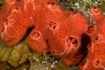 June 21, 2018<br>Red Boring Sponge