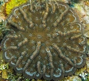 June 21, 2018<br>Solitary Disk Coral or Rough Cactus Coral?