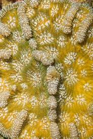 June 21, 2018<br>Atlantic Mushroom Coral detail